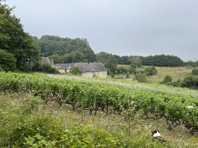 Worshop Vignes